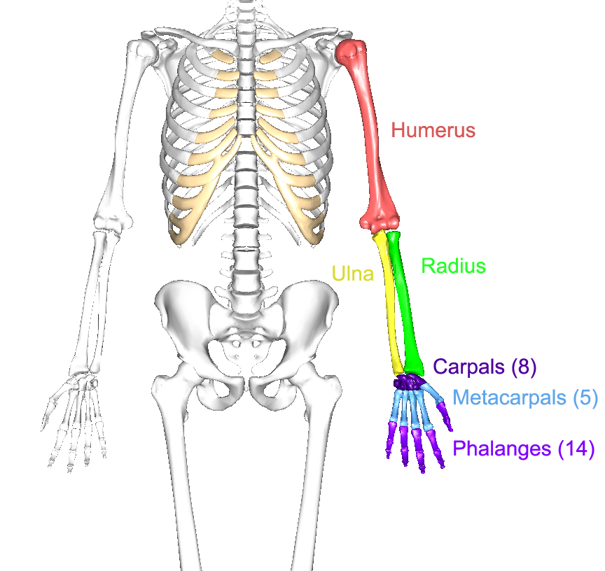 <p>Humerus, Radius, Ulna, Carpals, Metacarpals, Phalanges</p>
