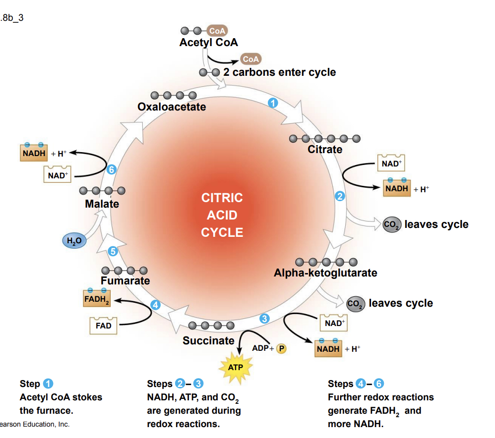 <ul><li><p>Step 1- the 2-C molecule (acetyl) joins to a 4-C molecule (oxaloacetate) processed through a series of redox reactions forming citrate (citric acid)</p></li><li><p>Steps 2 and 3- two carbon atoms are removed as CO2, and the 4-C molecule (succinate) is regenerated. Two NAD+ are reduced to NADH and one ATP generated via Substrate-level phosphorylation</p></li><li><p>Steps 4 thru 6- oxidation of succinate and other 4-C intermediates allows for the reduction of NAD+ and FAD forming NADH and FADH2 after the addition of a water molecule. Oxaloacetate is regenerated and the cycle is ready to begin again</p></li></ul>