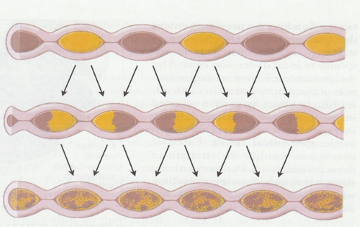 <p>Within seconds, contracted segments relax and previously relaxed areas contract</p><p>Small</p><p>Digestive</p><p>Mucosa</p><p>Cleans</p>