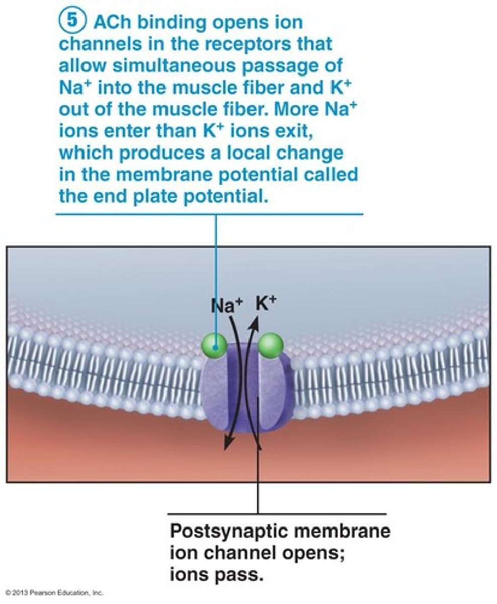 <p>The neurotransmitter Acetylcholine (ACh).</p>