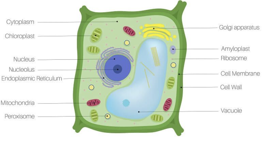 <p>chloroplast</p>