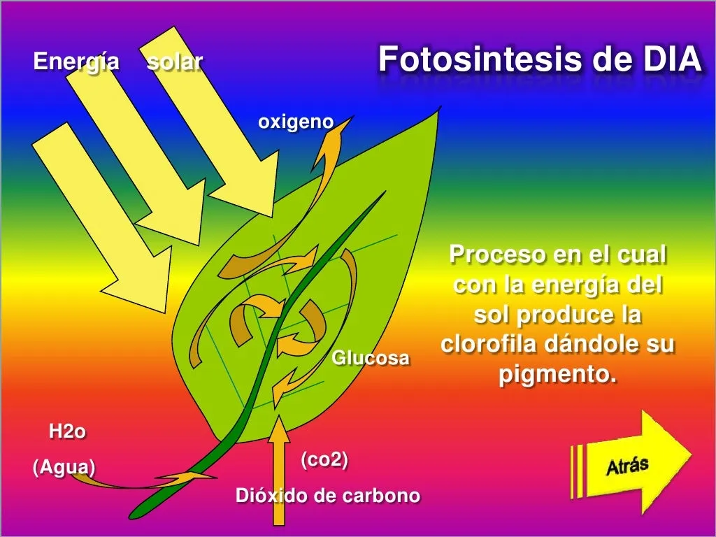 Fotosynthese und lieferten ATP und Glukose