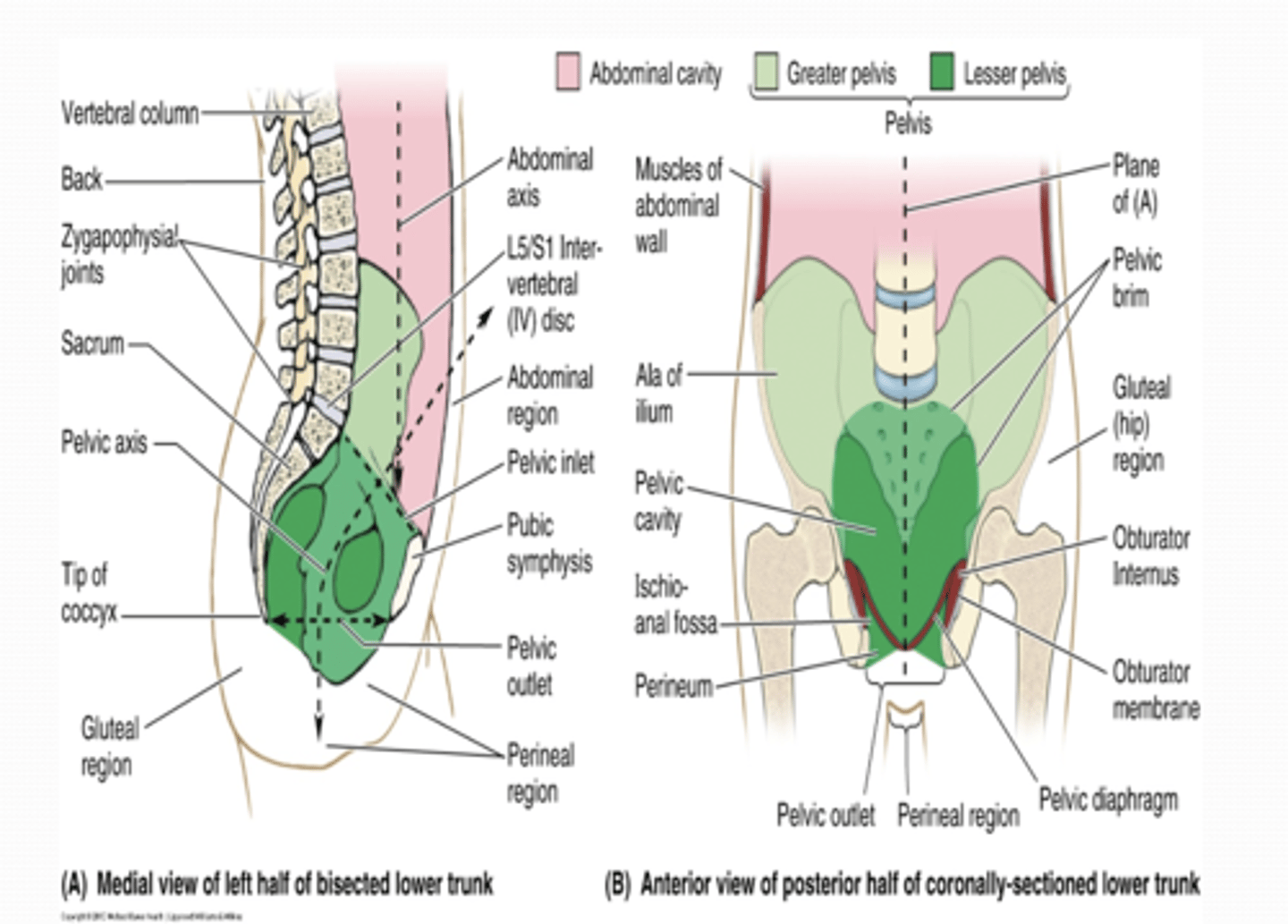 <p>What is the greater pelvis surrounded by? what is it occupied by? </p>