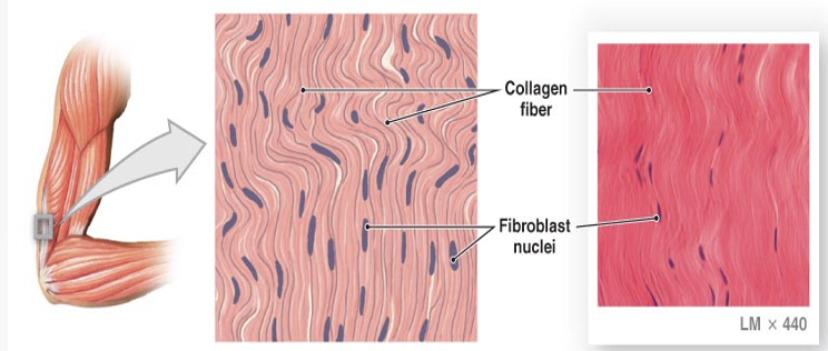 <p>tendons and ligaments, regularly arranged bundles packed with fibers running same way for strength in one direction</p>