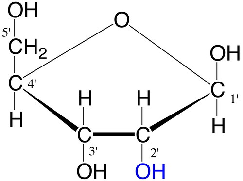 The name of the pentose sugar found in RNA.