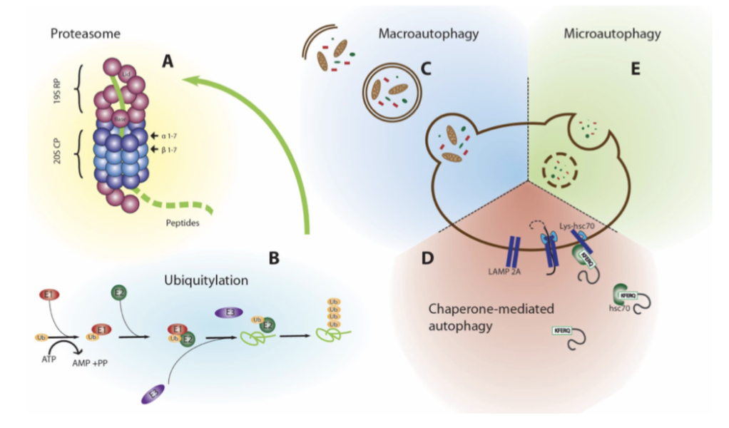 <ol><li><p class="Paragraph SCXO227543560 BCX0" style="text-align: left;"><span style="background-color: inherit; line-height: 19.55px; color: windowtext;"><span>Proteasomal degradation and ubiquitination</span></span><span style="line-height: 19.55px; color: windowtext;"><span> </span></span></p></li><li><p class="Paragraph SCXO227543560 BCX0" style="text-align: left;"><span style="background-color: inherit; line-height: 19.55px; color: windowtext;"><span>lysosome</span></span><span style="line-height: 19.55px; color: windowtext;"><span> </span></span></p></li></ol><p></p>
