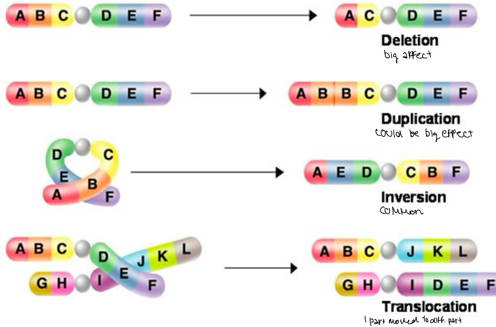<p>Deletion big affect</p><p>Duplication could be big effect</p><p>Inversion common</p><p>Translocation one part moved to different part</p>