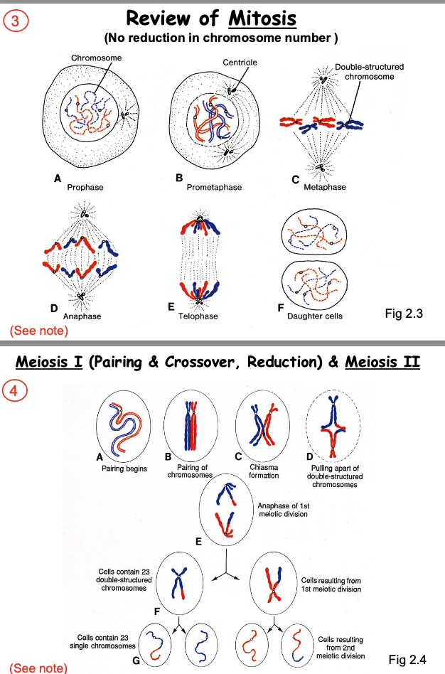 <ul><li><p>Mitosis</p><ul><li><p>Somatic cells</p></li><li><p><span>No reduction in chromosome number</span></p></li><li><p><span>Start &amp; Ends Diploid</span></p><ul><li><p>(1 division occurs)</p></li></ul></li></ul></li><li><p>Meiosis</p><ul><li><p>Germ cells</p></li><li><p>Reduction in chromosome number</p></li><li><p>Starts Diploid &amp; Ends in Haploid </p><ul><li><p>(2 divisions occur)</p></li></ul></li><li><p><span>Pairing &amp; Crossover occurs to allow for variation</span></p></li></ul></li></ul><p></p>