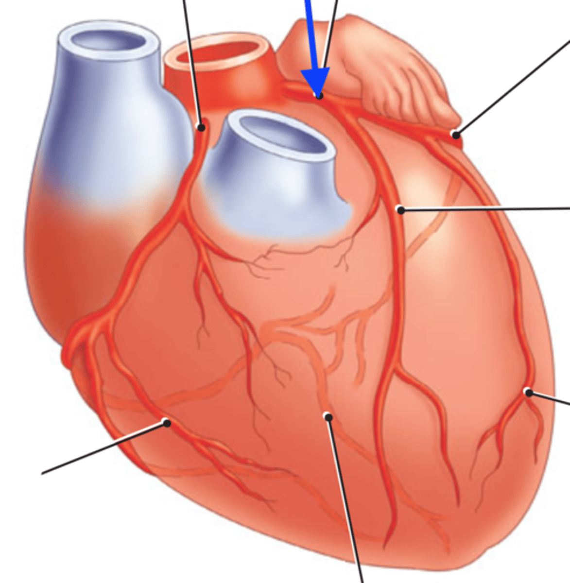 <p>travels through the coronary sulcus under the left auricle and divides into two branches</p>