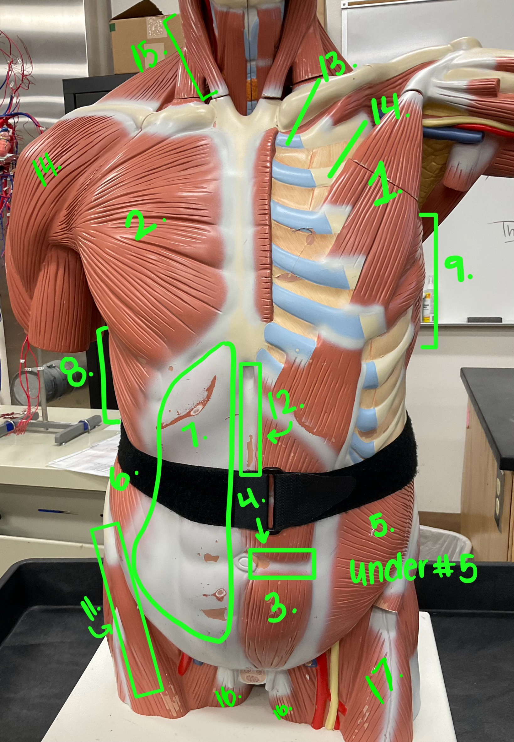 <p>What is located underneath #5?</p>