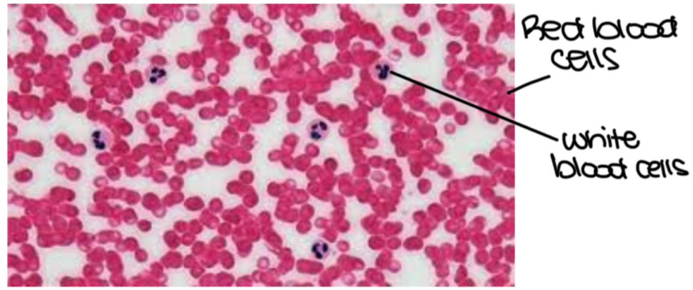 <p><span style="color: #83cd47"><strong>Blood </strong></span></p>
