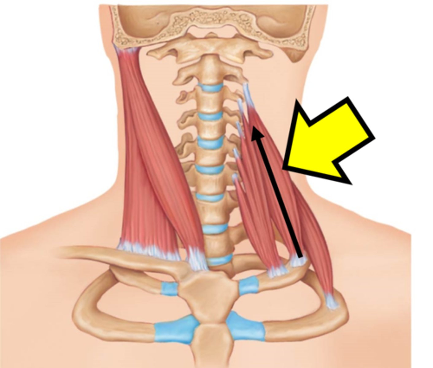 <p>Name the muscle</p>