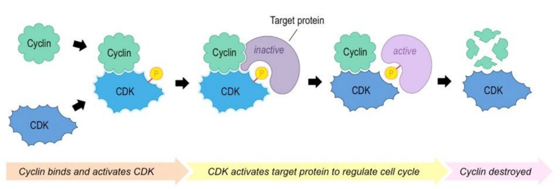 <ul><li><p>Regulatory proteins that control the cell cycle</p></li><li><p>Cyclins bind to enzymes called cyclin-dependent kinases (CDKs) that become active and attach phosphate groups to other proteins in the cell which in turn trigger other proteins to become active and carry out tasks specific to phases of the cell cycle.</p></li></ul>