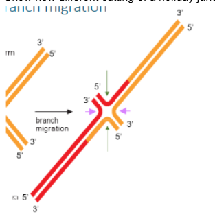 <p>Show how different cutting of a holiday junction may or may not lead to crossover</p>