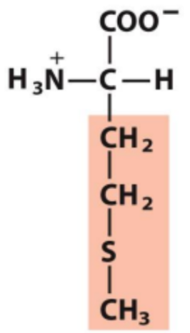 <p>Identify this amino acid</p>