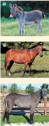 <p>even if the hybrids are vigorous, they may be sterile. if the chromosomes of the two parent species differ in number or structure, meiosis may fail to produce normal gametes; STERILE OFFSPRING</p>