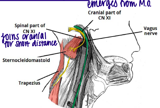 Formed by the union of 2 parts:


1. Cranial Part - originates from the medulla oblongata (short one)

   
   1. Joins vagus just above the inferior vagal ganglion. 
   2. Supplies the vagus with moor fibers that travel to..

      
      1. Pharyngeal branch of the vagus - to the muscles of the pharynx and soft palate
      2. Recurrent Laryngeal Nerve - to the muscles of the larynx 
2. Spinal Part - originates from sides of the spinal cord 

   
   1. Both ascends though the foramen magnum and joins the cranial part for a short distance.
   2. Both parts exit through the jugular foramen 
   3. Motor to the SCM and traps (2 largest mm of neck)