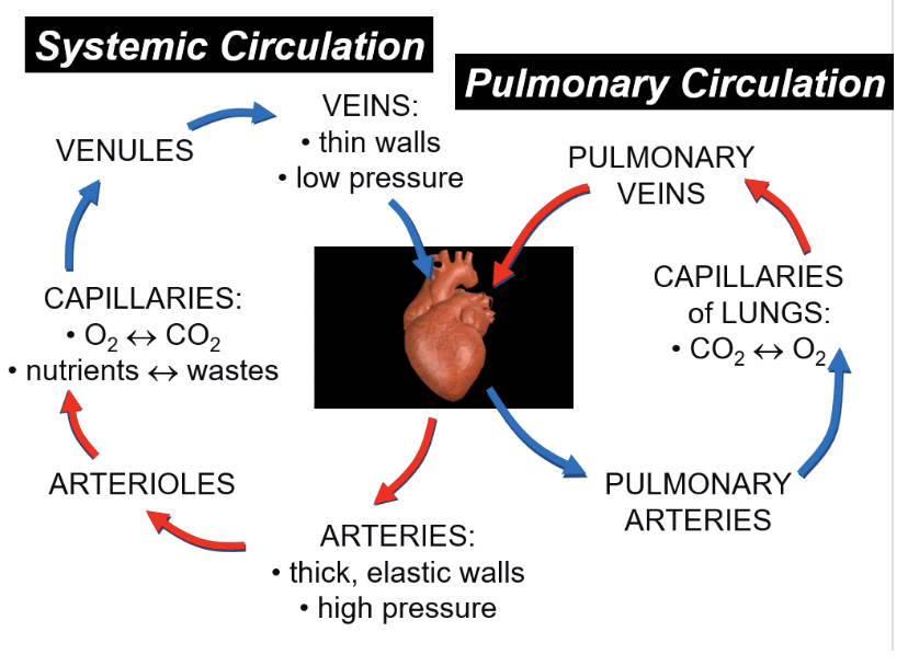 <p><span style="color: green">Leaving the right ventricle</span></p><p>pulmonary (right semilunar) valve, pulmonary trunk, pulmonary arteries, gas exchange within the lungs, pulmonary veins, left atrium, left atrioventricular valve, left ventricle, aortic (left semilunar) valve, aortic arch, systemic arteries, systemic artierioles, gas exchange in the capillary beds of the periphery (think skeletal muscle), systemic venules, systemic veins, cranial or caudal vena cava, right atrium, right artioventricular valve</p><p><span style="color: green">Arriving into the right ventricle</span></p>