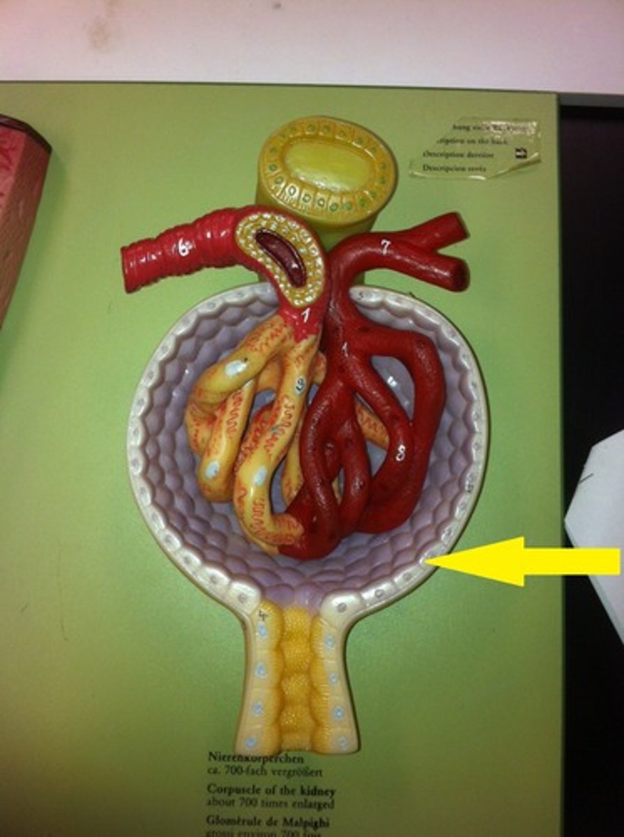 <p>surrounds the glomerulus</p>