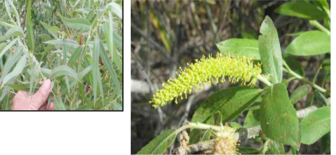 <ul><li><p>Riparian zone</p></li><li><p>most common tree</p></li><li><p>Male and female flowers are on separate plants (dioecious)</p></li><li><p>Flowers are called catkins</p></li><li><p>bright green on the both sides of leaves</p></li></ul><p></p>