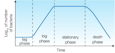<p>stages in growth curve</p>