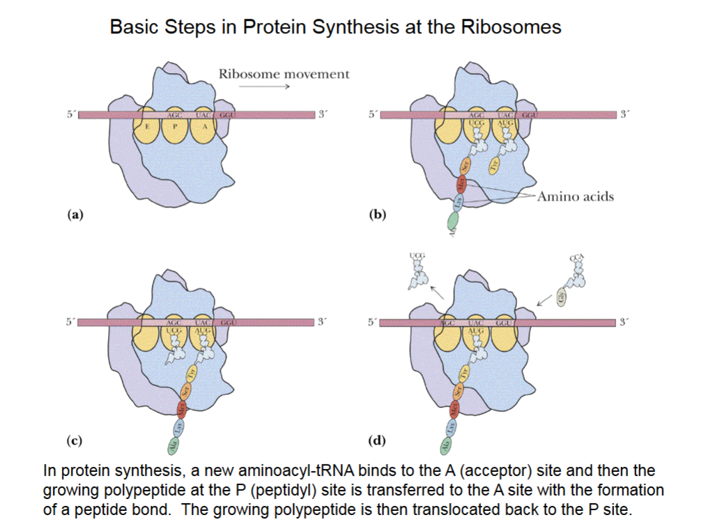 <ul><li><p>mRNA is between the 2 subunits of ribosome contacting A, P, E sites.</p><ul><li><p>A is acceptor site, P is peptidyl site and E is exit site.</p></li></ul></li><li><p>P site is where protein chain is synthesized, held in place by 3 H-bonds between the codon of an mRNA and the anticodon of the tRNA.</p></li><li><p>Protein chain moves back to A site to bind amino acid from the tRNA.</p></li><li><p>Sliding ribosome over mRNA, tRNA w/ protein moves from A to P, and another tRNA can be added to A site to begin process anew.</p></li></ul><p></p>