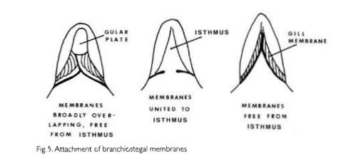 <p>A membrane connecting the gill cover or opercle with the throat.</p>