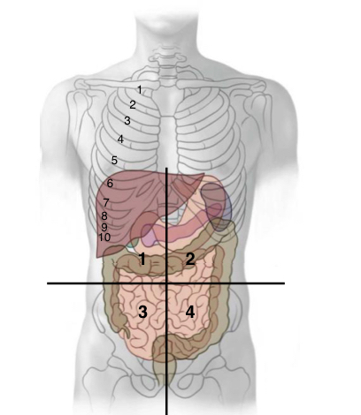 <p>1) right upper quadrant</p><p>2) Left upper quadrant </p><p>3) Right lower quadrant </p><p>4)Left lower quadrant </p>