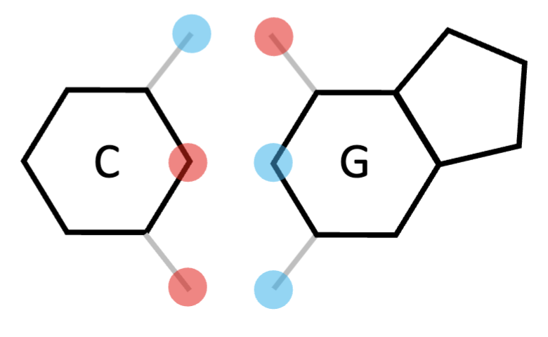 <p>pyrimidine; forms 3 bonds</p>