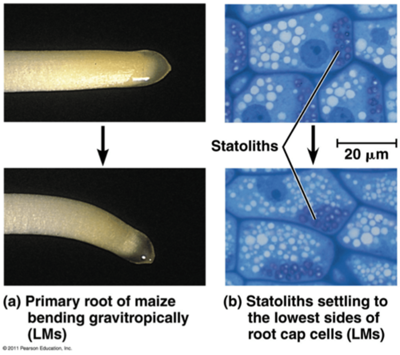 <p>Gravity-sensing cells in the root</p>