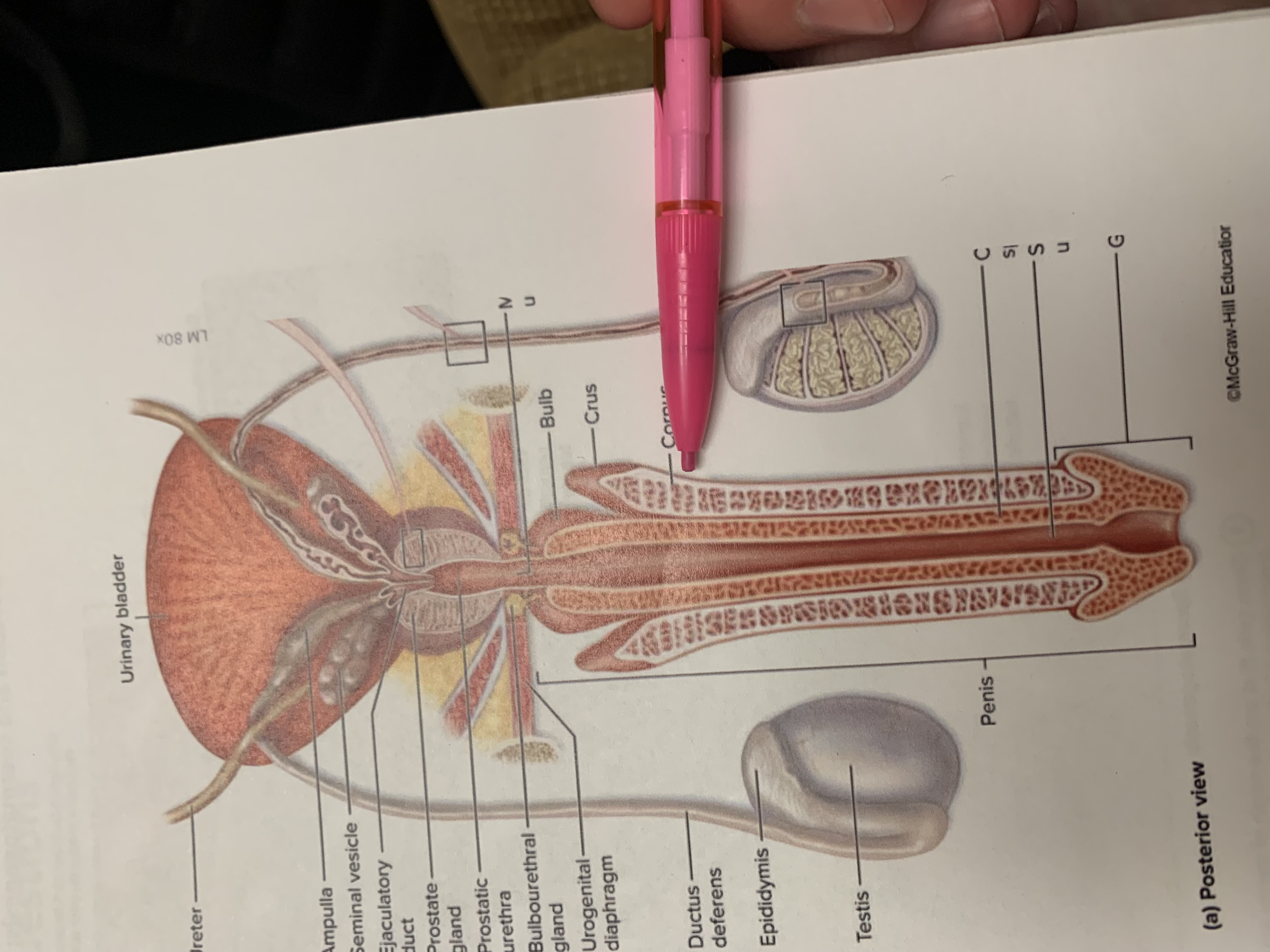 term image