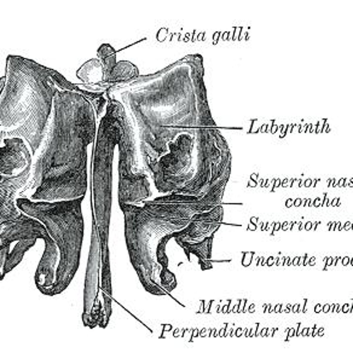 <p>The cribriform plate allows olfactory nerves to penetrate the skull into the nasal area.</p>