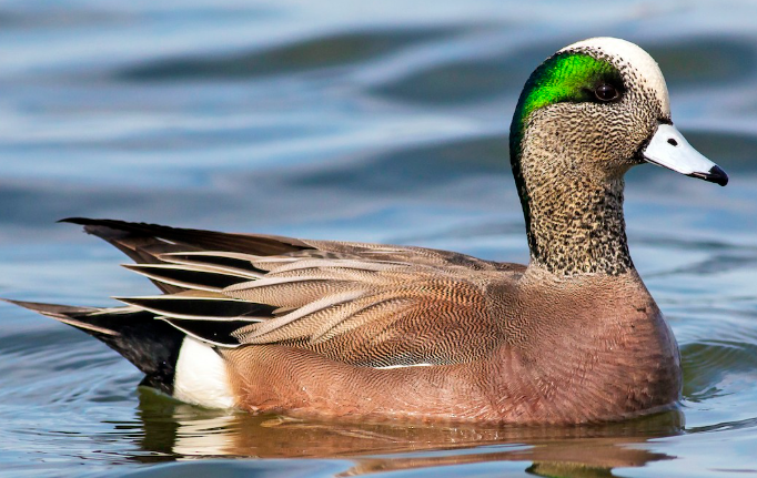 <p>What bird is this? </p>