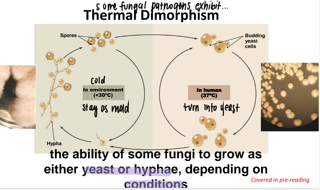 <p>cold temp = mold </p><p>warm temp = turn into YEAST. </p><p>basically the environment differentiates the fungi into either yeast or mold. </p>