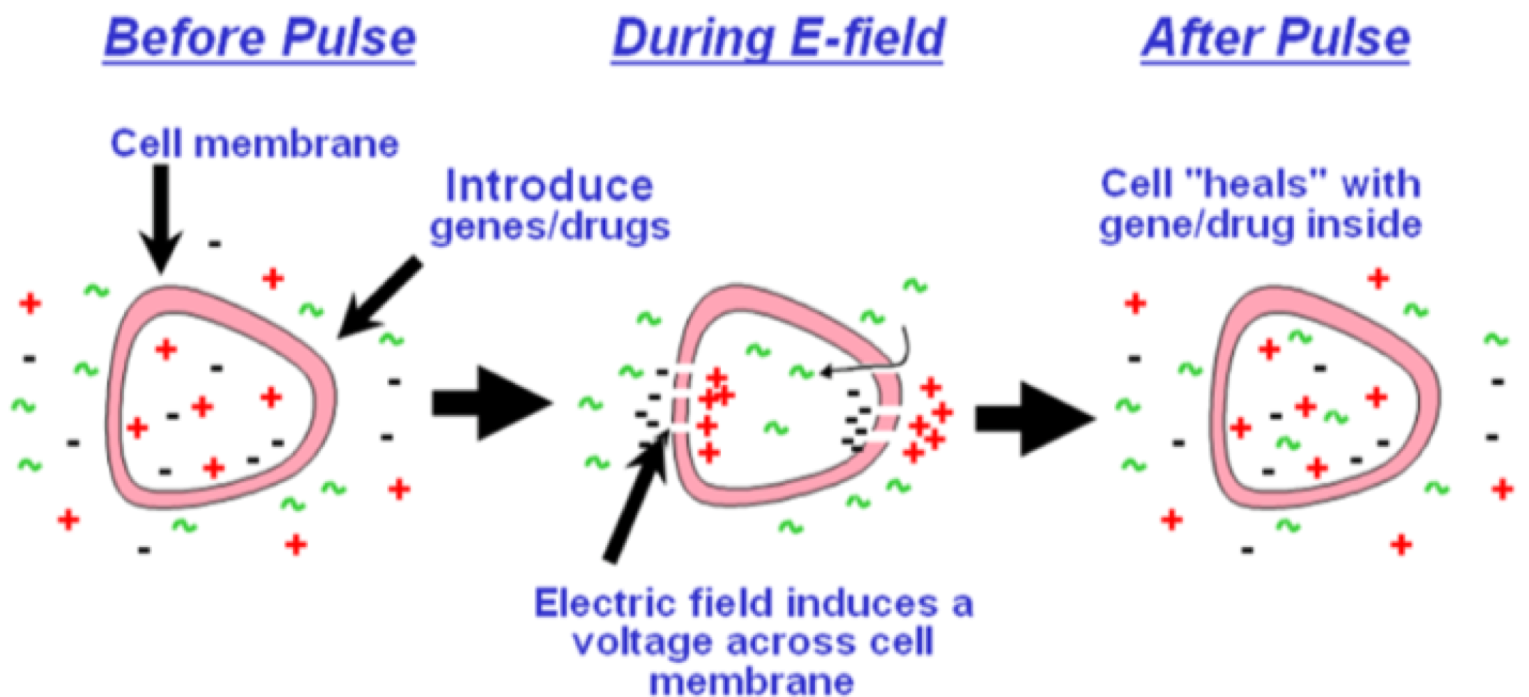 <p>heat, chemicals (calcium chloride), electrophoresis </p>