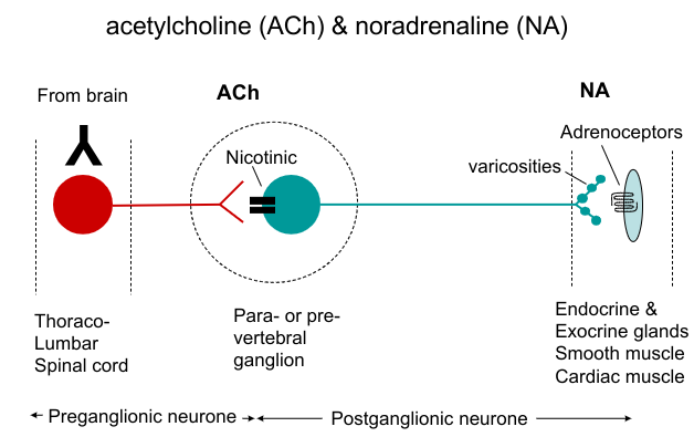 <p>ACh and NA</p>
