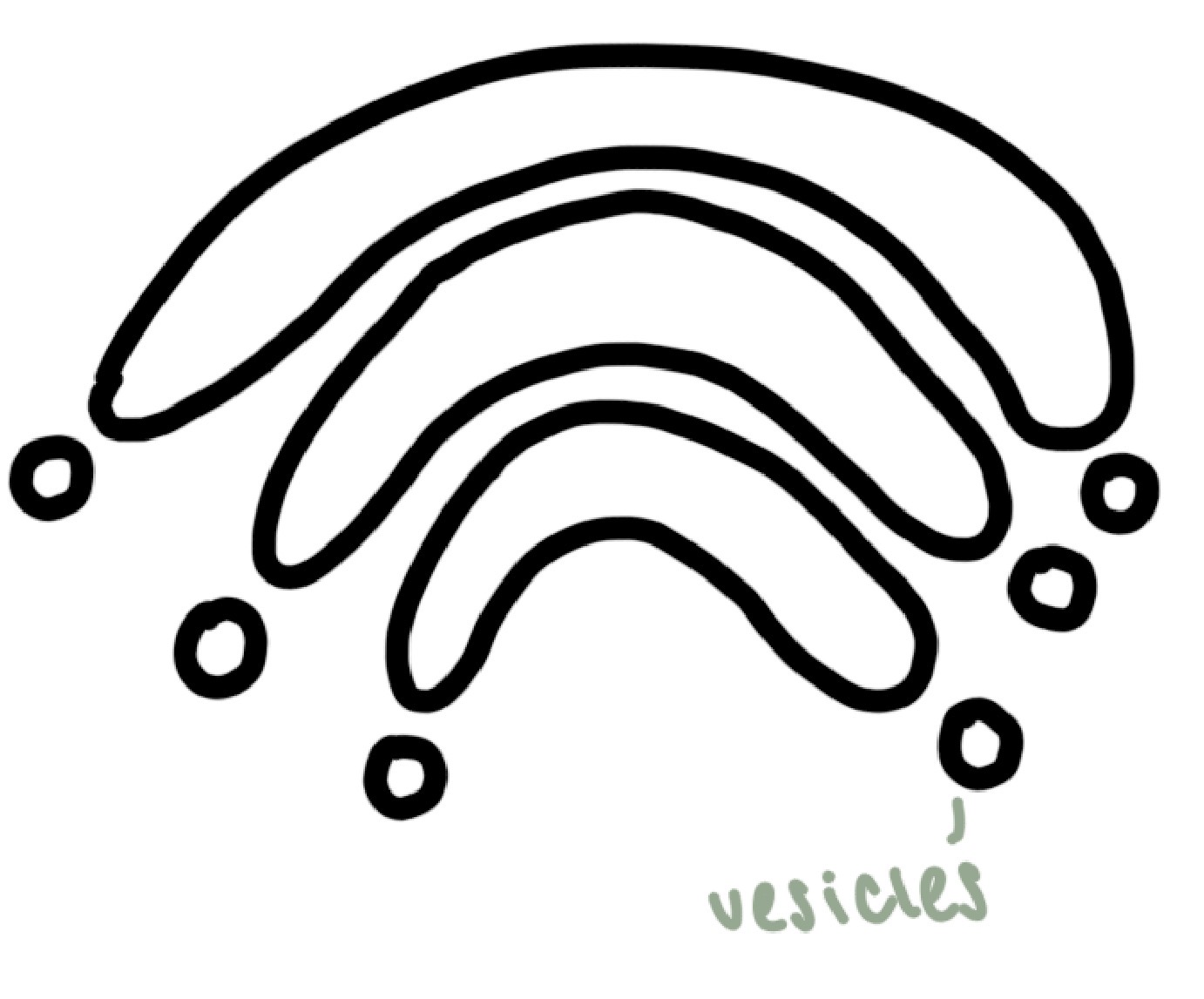 <p>membranes forming a series of flattened sacs with vesicles</p><p>modifies and transports proteins, secretes enzymes and produces lysosomes</p>