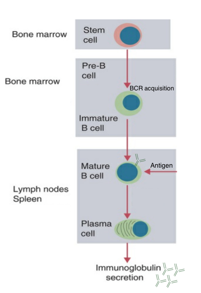 <p>In secondary lymphoid organs as well as after B cell activation what happens?</p>