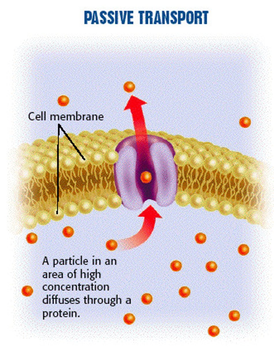<p>The diffusion of particles through membrane bound proteins, no energy required</p>