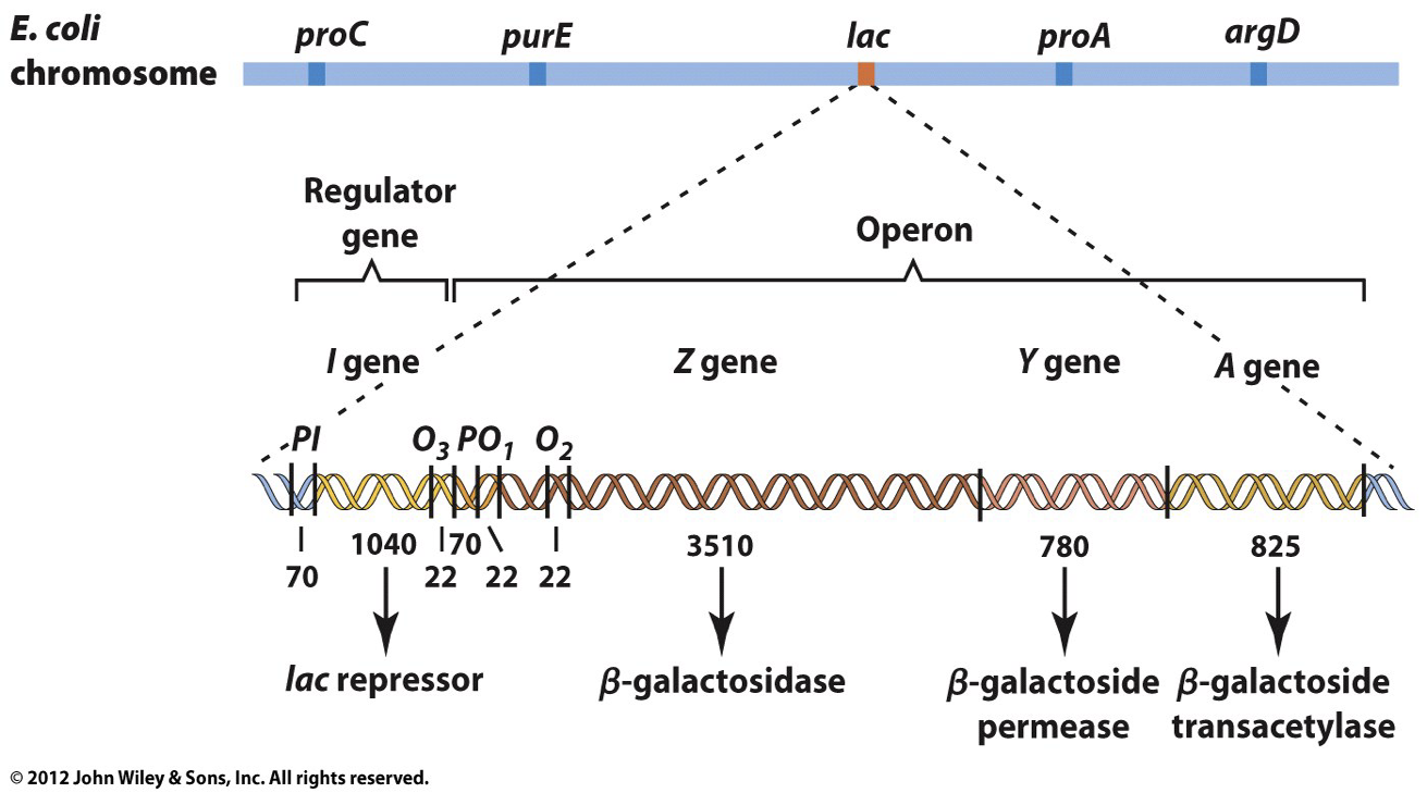 <p>each of a group of E. coli bacterial cells has a mutation in its lac operon. Which of these will make it <strong>impossible</strong> for the cells to metabolize lactose?</p>