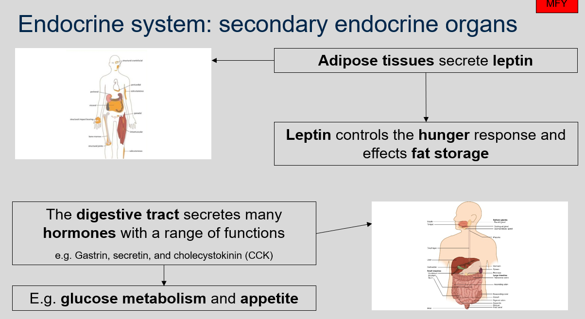 Adipose tissues secrete leptin. Leptin controls the hunger response and effects fat storage. 