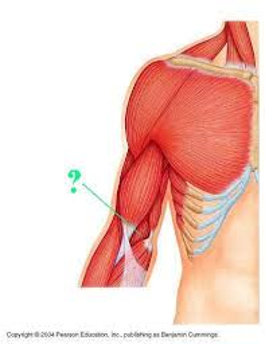 <p>anterior, attaches directly to humerus bone</p>