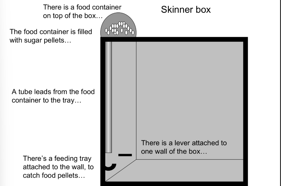 <p>Suggested operant conditioning. Conducted his research by using rats, placed a rat in the Skinner box</p>