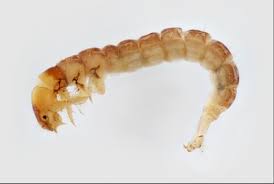 <p>Caddisflies, worm/stick like, 6 segmented legs, some build webs, some build cases</p>