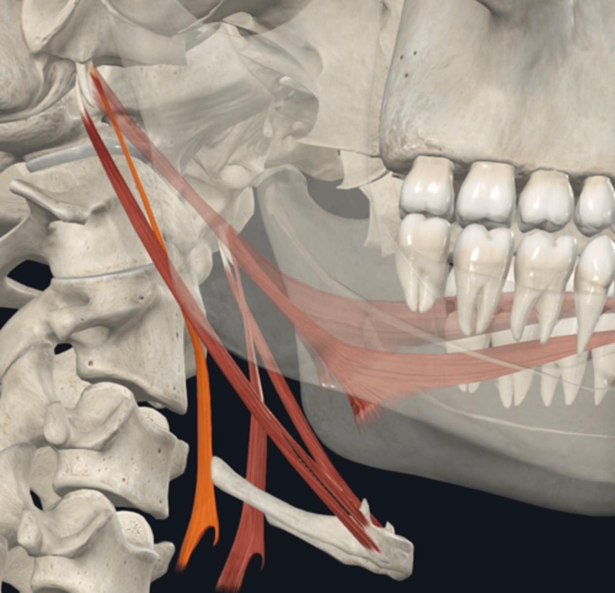 <p>What is the attachment and function of the Stylopharyngeus muscle of the muscles assocated to the styloid process?</p>