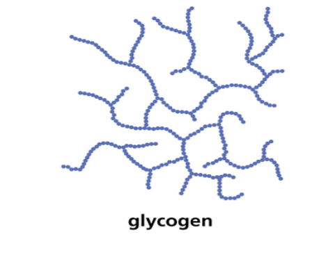 <p>Structure and function of glycogen </p><p>• Polymer of a _1?.</p><p>• 1 → _2? glycosidic bonds</p><p>• BUT branched chains must be bonded as 1→ 6 _3? bonds</p><p>•Glycogen is branched(even more than amylopectin) making it more _4? which helps animals store more.</p><p>•The branching enables more _5? ends where glucose molecules can either be added or _6? allowing for condensation and hydrolysis reactions to occur more _7?- thus the storage or release of glucose can suit the demands of the cell.</p><p>•8_?-doesn’t affect water potential</p>
