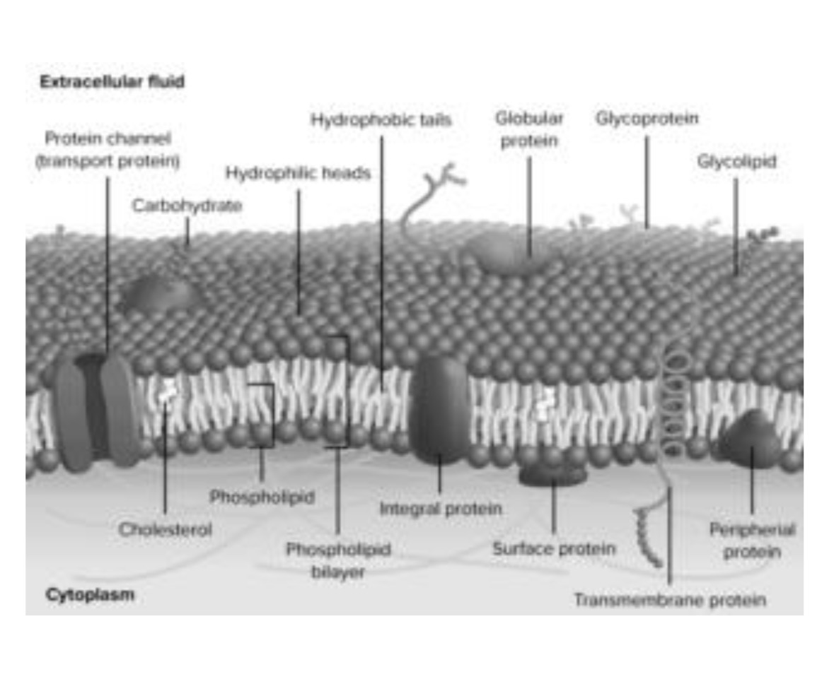 <p>Plasma Membrane</p>
