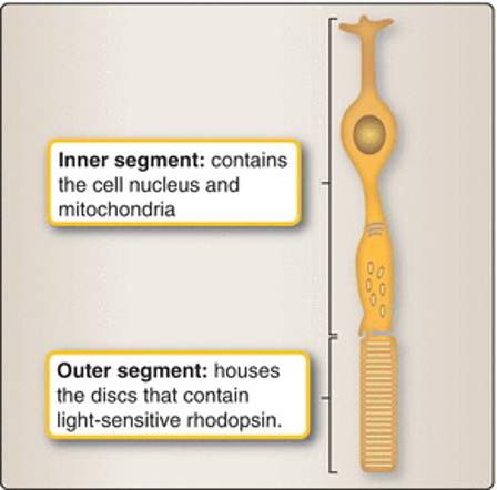 <ul><li><p style="text-align: left;"><span>Light sensitive discs contain rhodopsin (~1000)</span></p></li><li><p style="text-align: left;"><span>Rhodopsin responses - same for all wavelengths of light</span></p></li><li><p style="text-align: left;"><span>So – CAN’T distinguish between colours</span></p></li><li><p style="text-align: left;"><span>Highly light sensitive</span></p></li><li><p style="text-align: left;"><span>Blunt rod-like shape</span></p></li></ul><p></p>