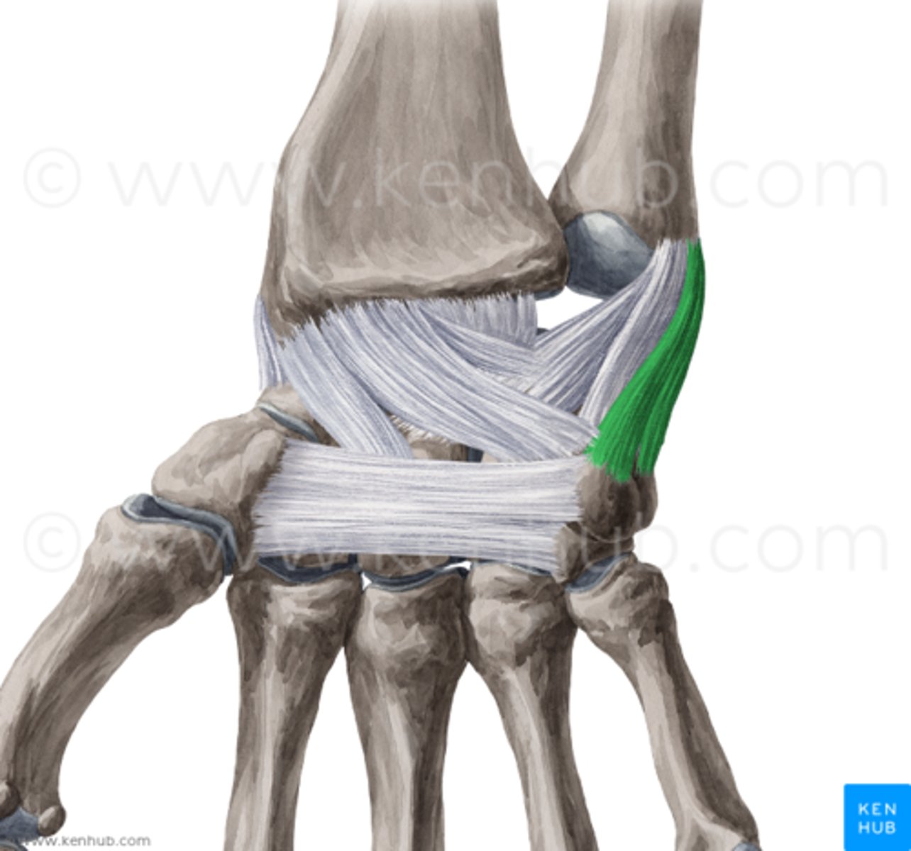 <p>on medial (ulnar) aspect of wrist; between ulna and carpal bones; limits radial deviation</p>