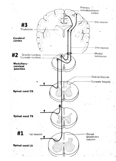 <p>which part of the posterior column pathway is the fasciculus gracilis? fasciculus cuneatus? (which regions carry fine touch, pressure, vibration, and proprioception from which spinal levels)</p>